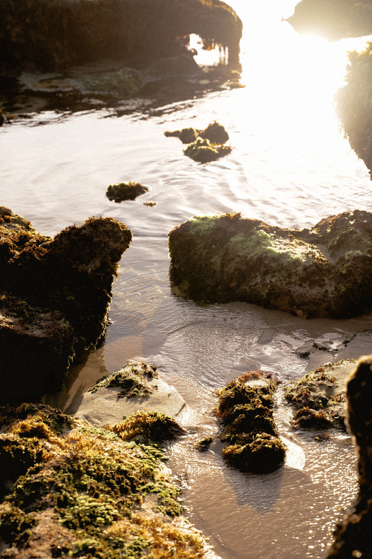 Bakuchiol: The Gentle Retinol Alternative for Radiant Skin